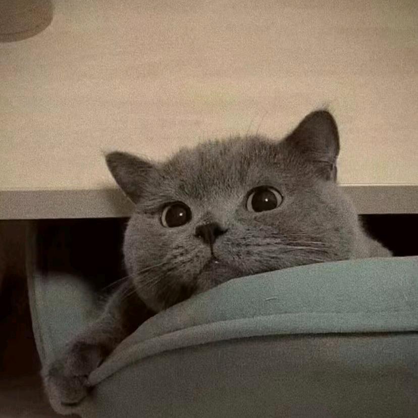 球球大作战小猫