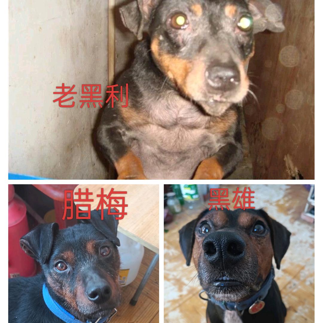 苏州东哥