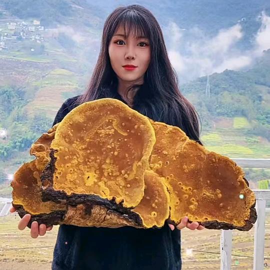 西藏桑黄山村夫人滋补3号铺
