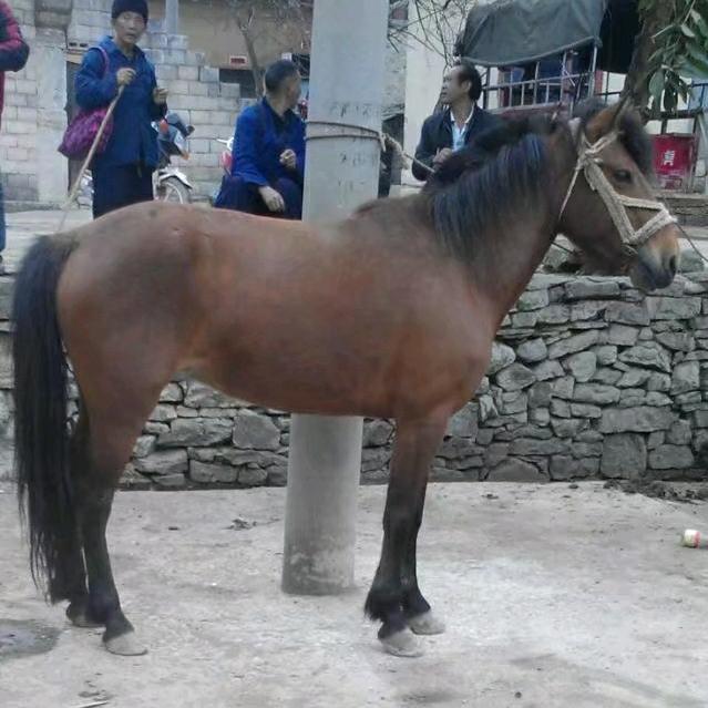 亂世中的记忆