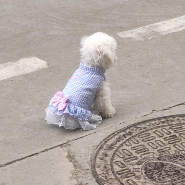 樱桃宝贝