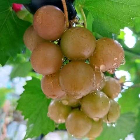 恒旺农业-育苗圆叶葡萄台农水蜜桃热带苹果