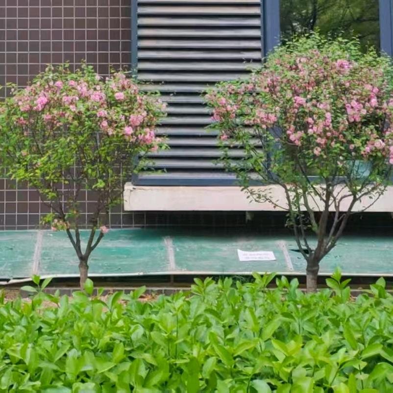 北梦木兮❣️