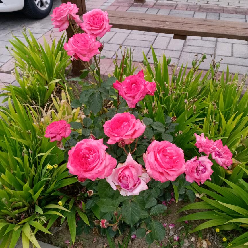 爱玩抖音的来了