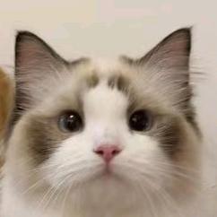 郝猫猫