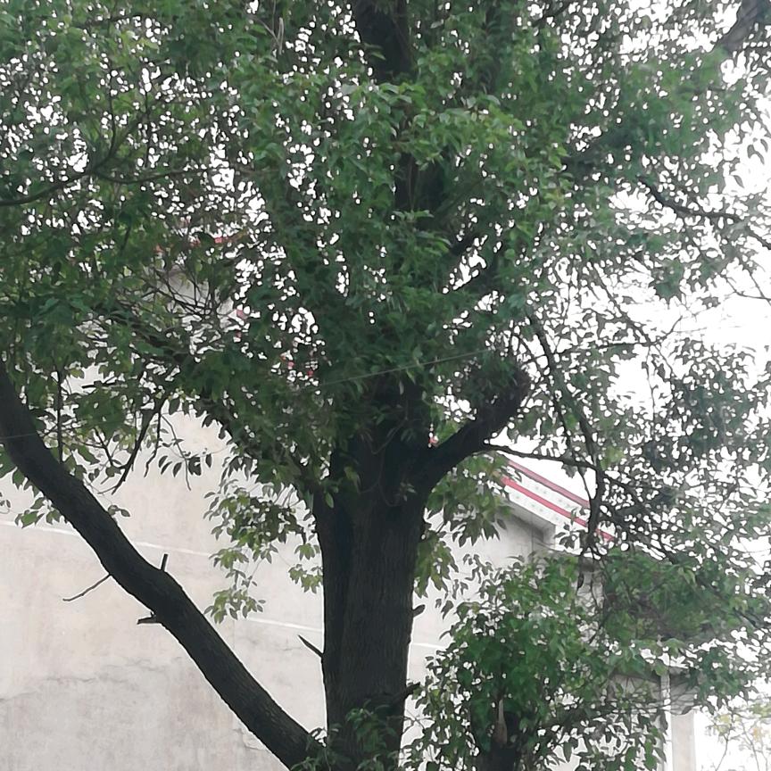 东奔西跑（三人禾）