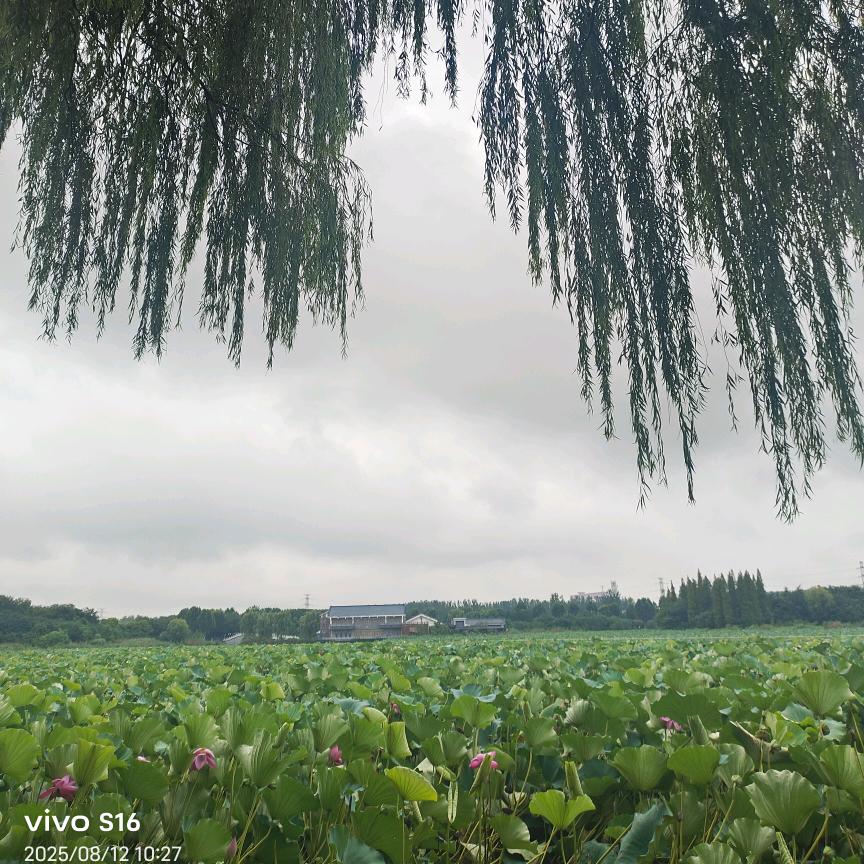 爱的阳光