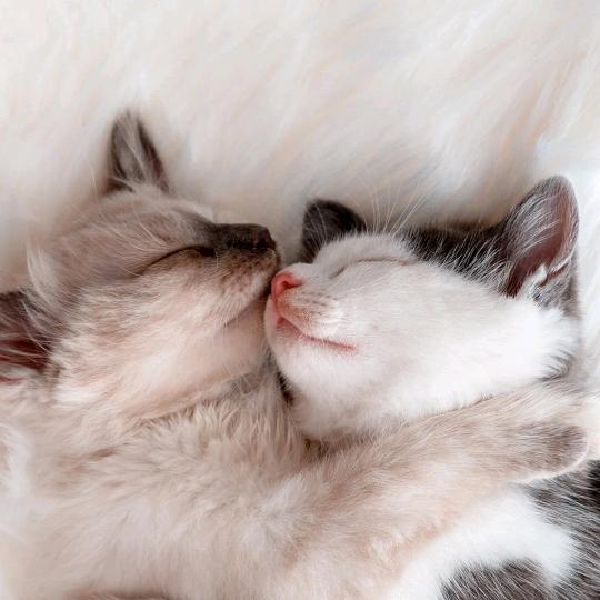 雪寒（三角洲行动）