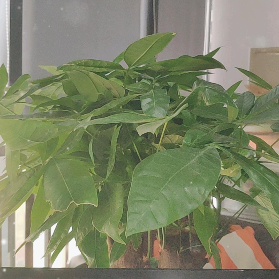 美兰家政服务部