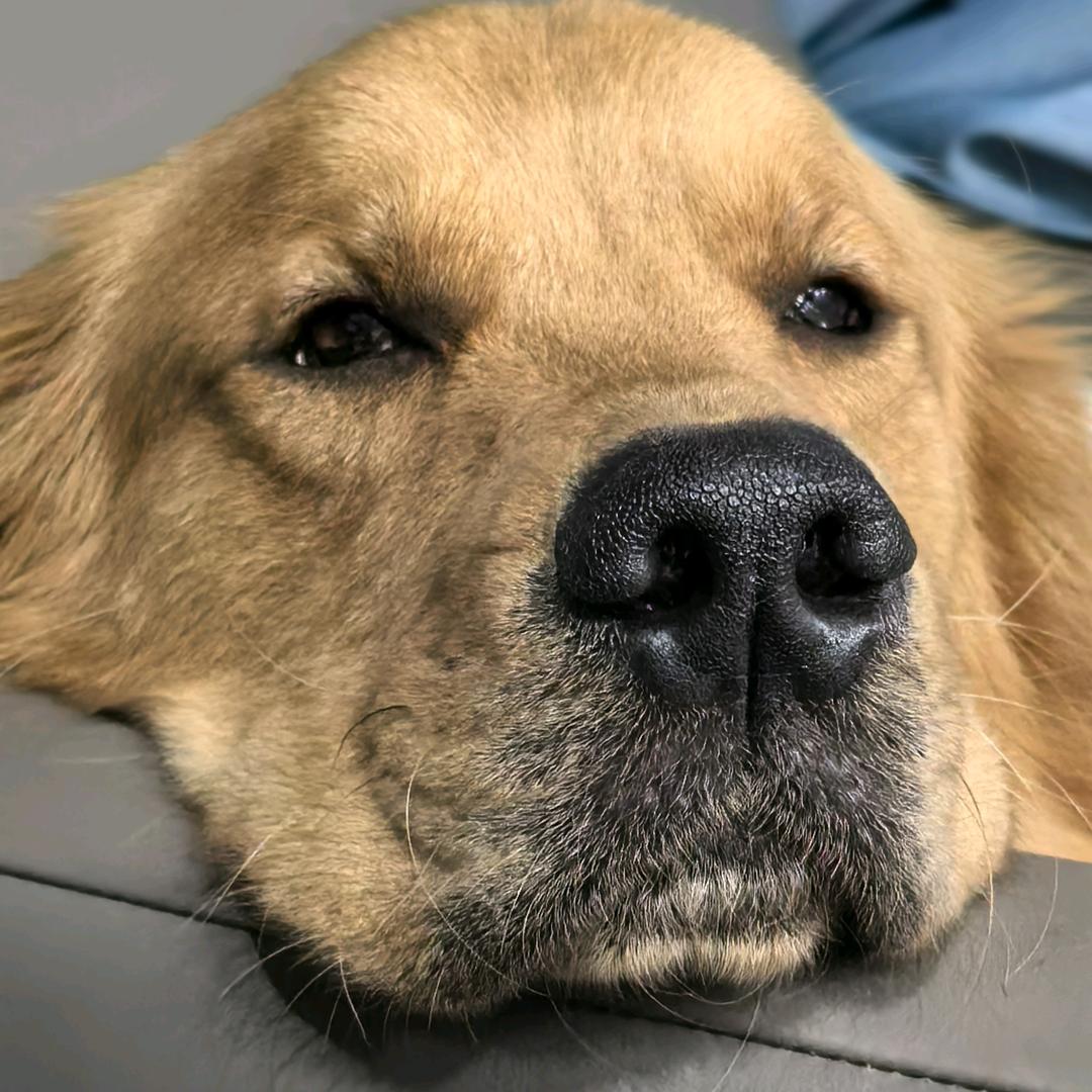 红Dr.🉐果冻皮皮