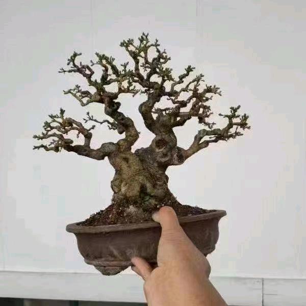 威宁县林野盆景种植场