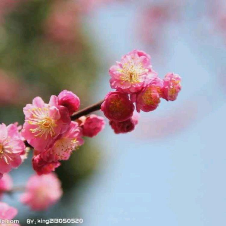 腊梅的每日书单