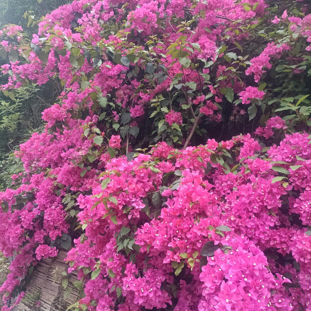 美丽的花