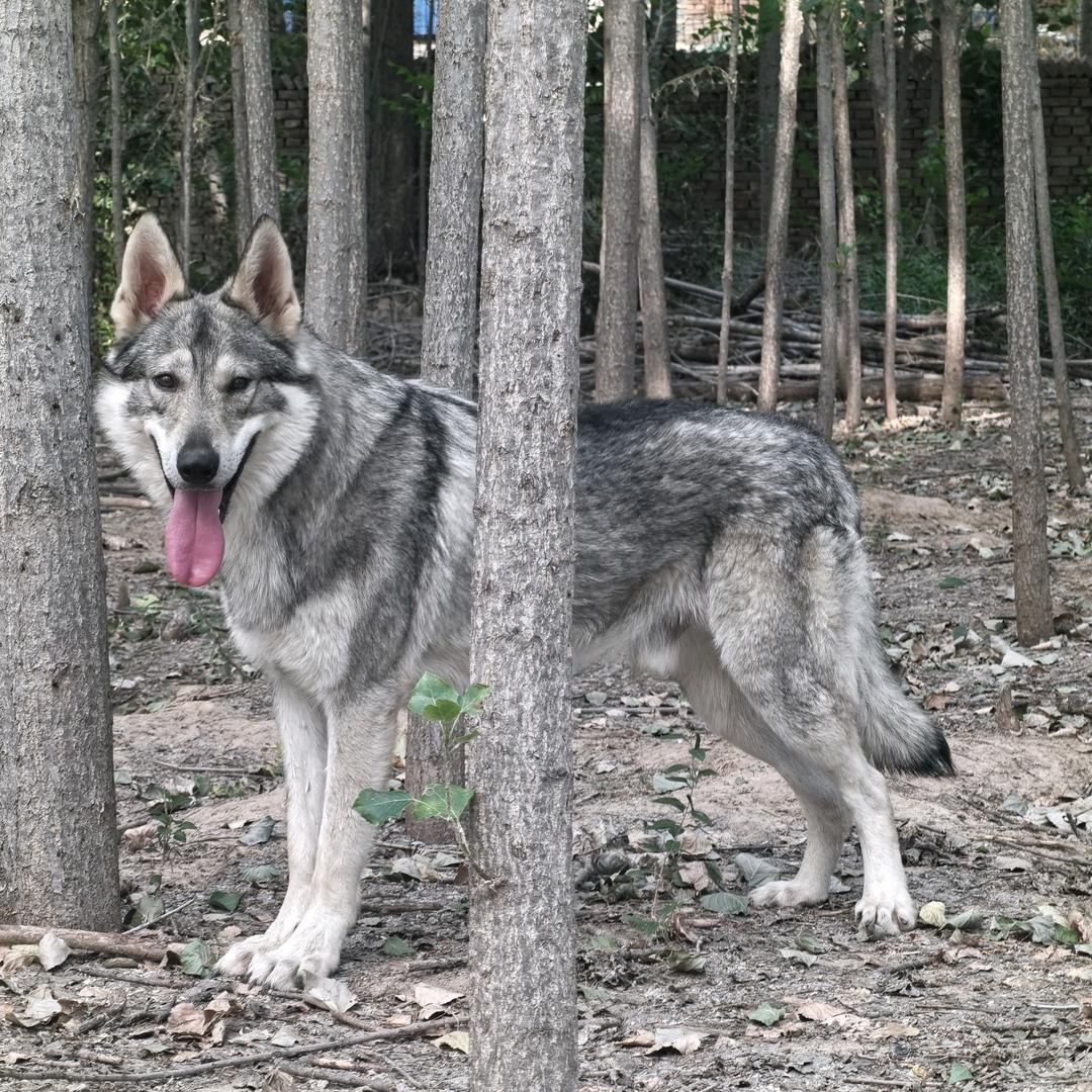 捷克狼犬！！！
