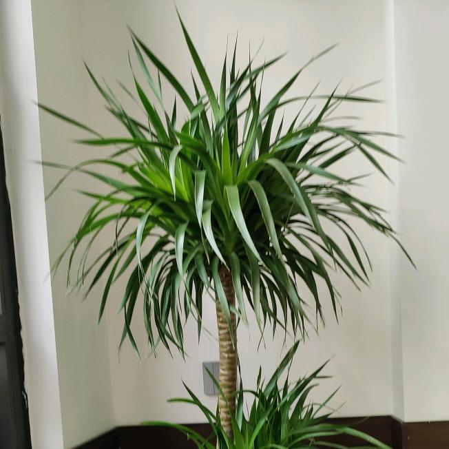 卖螺蛳粉的路姐