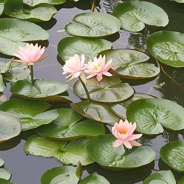 皖西中学精英全托 半托