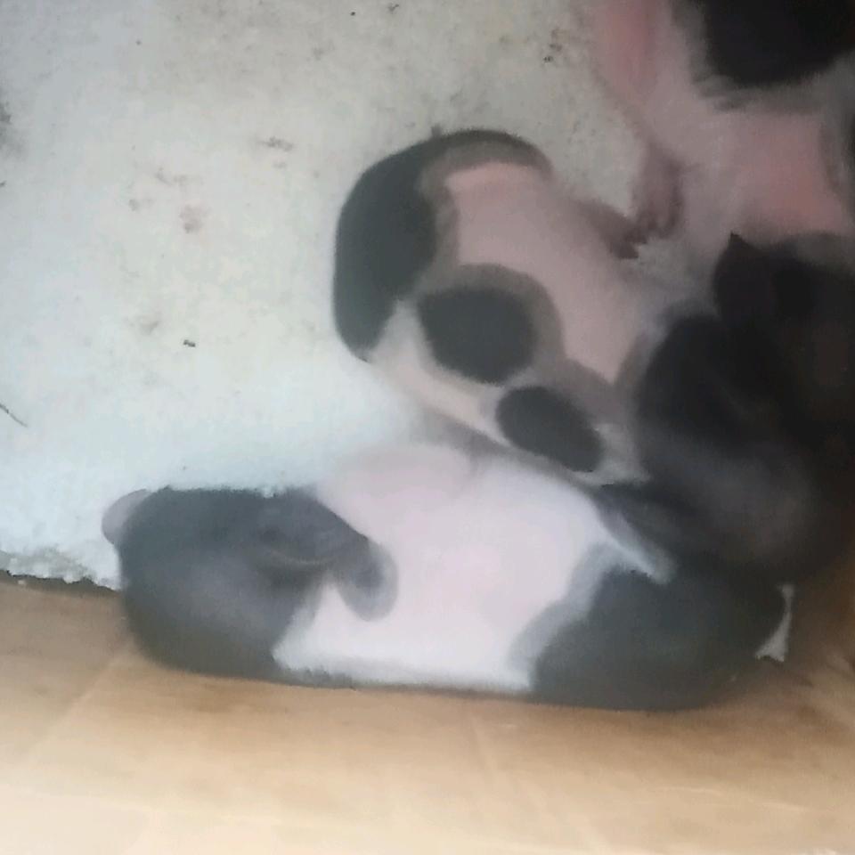 愤怒的熊猫头