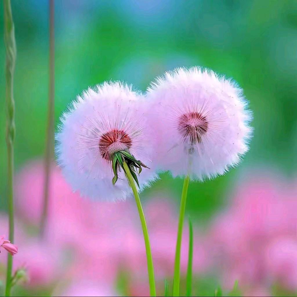 🌾🌻星河🌾🌻
