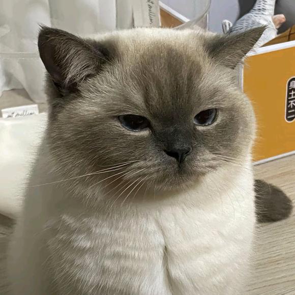 哔哔哔哔哔babo