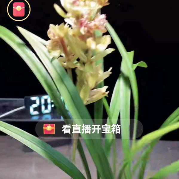 小二哥