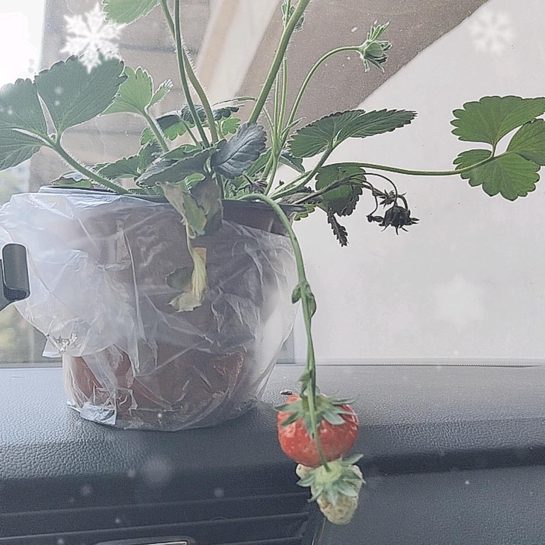 皇家出国马戏团