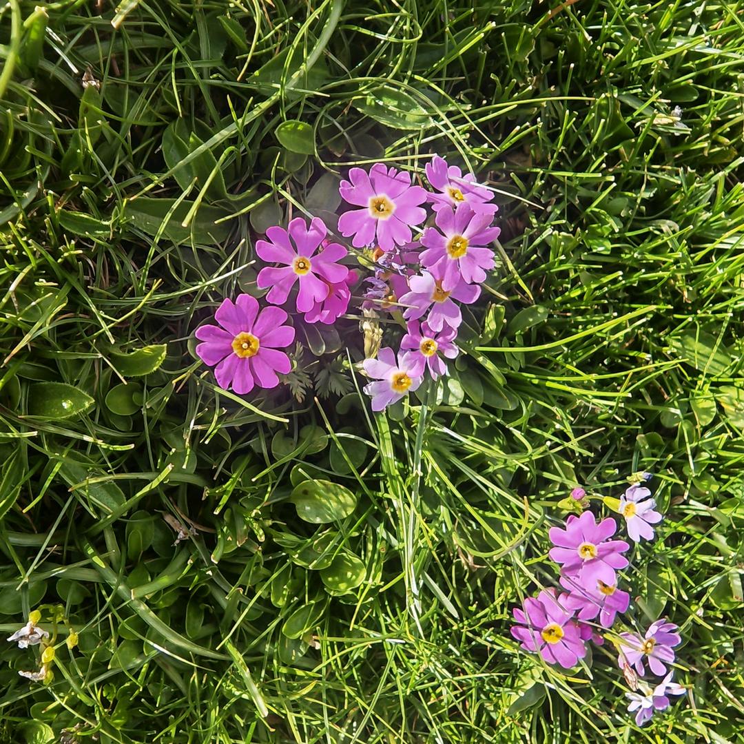 @🍀