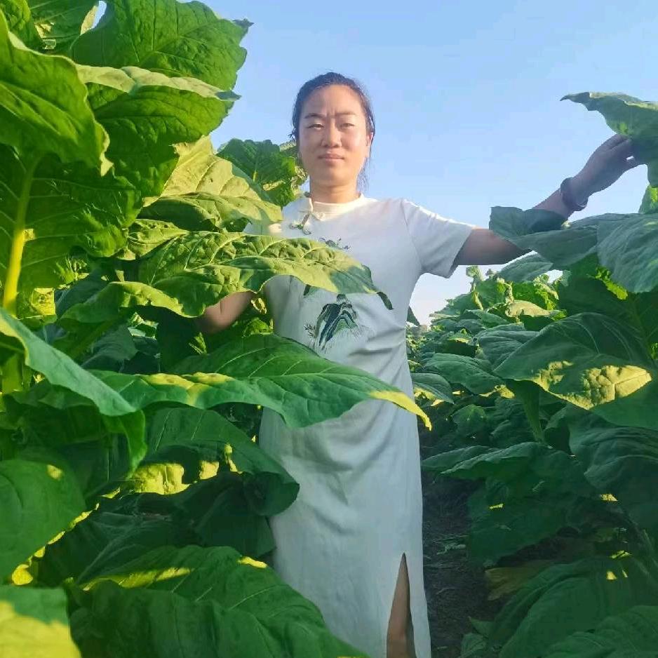 农业种植全程规划用肥用药方案