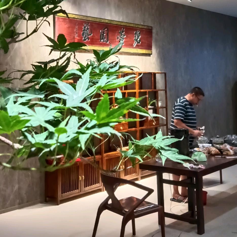 碧萱兰蕙