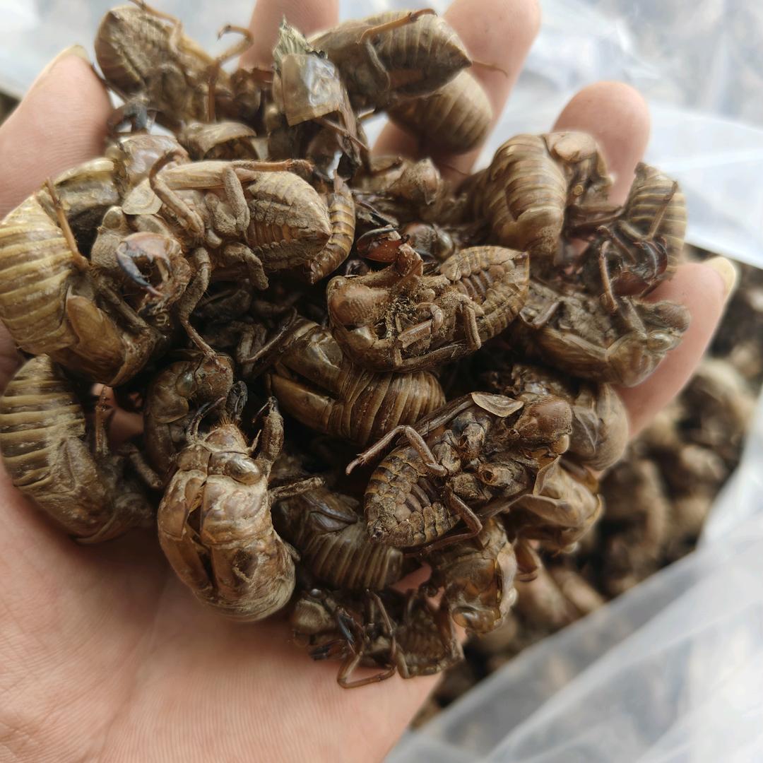 二歪药材