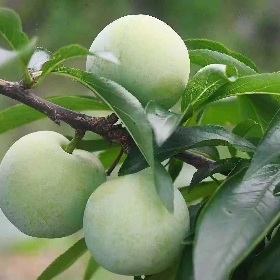 游山玩水