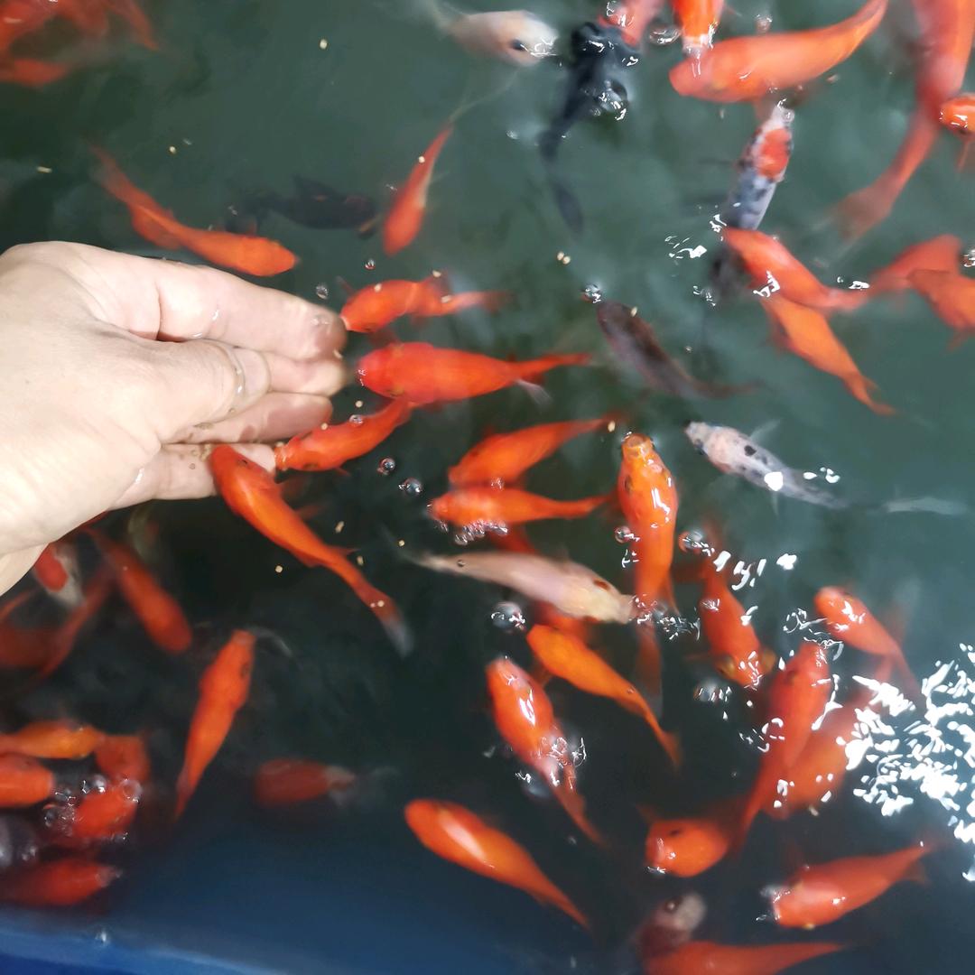兖州泗庄社区78号楼观赏鱼