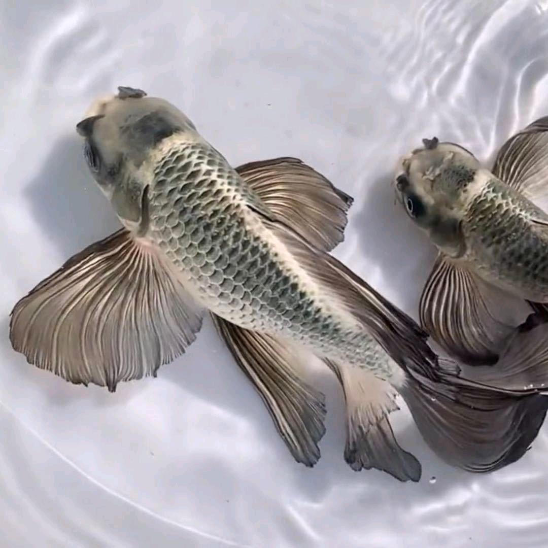 蝴蝶鲤贝贝