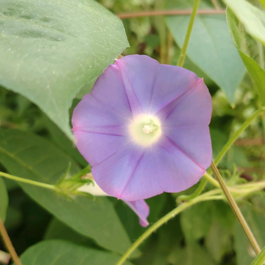 寞默冇问——张晓鹏