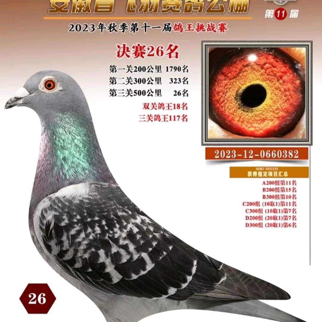 @原酒赛鸽6.8
