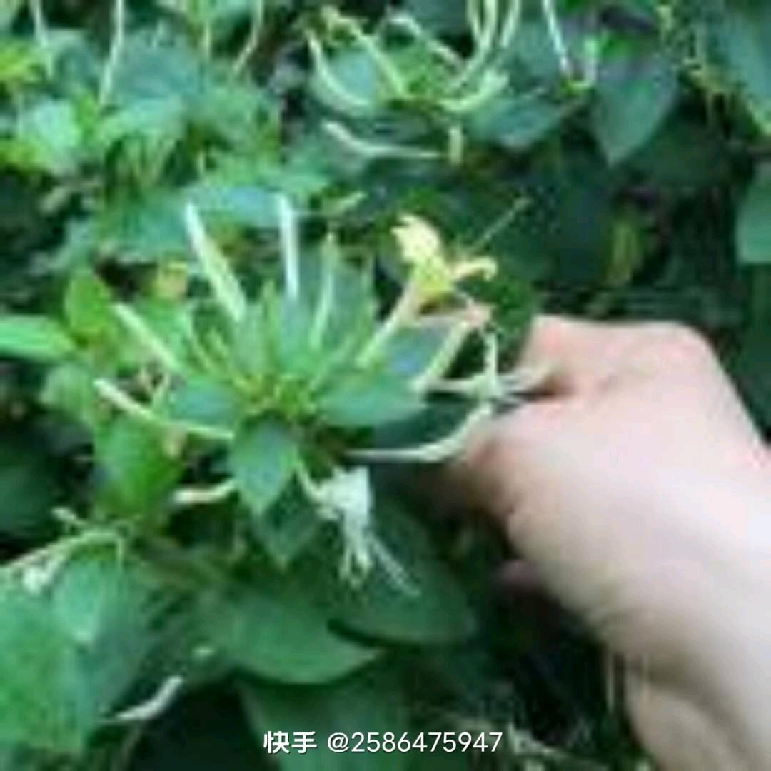 顺顺利利