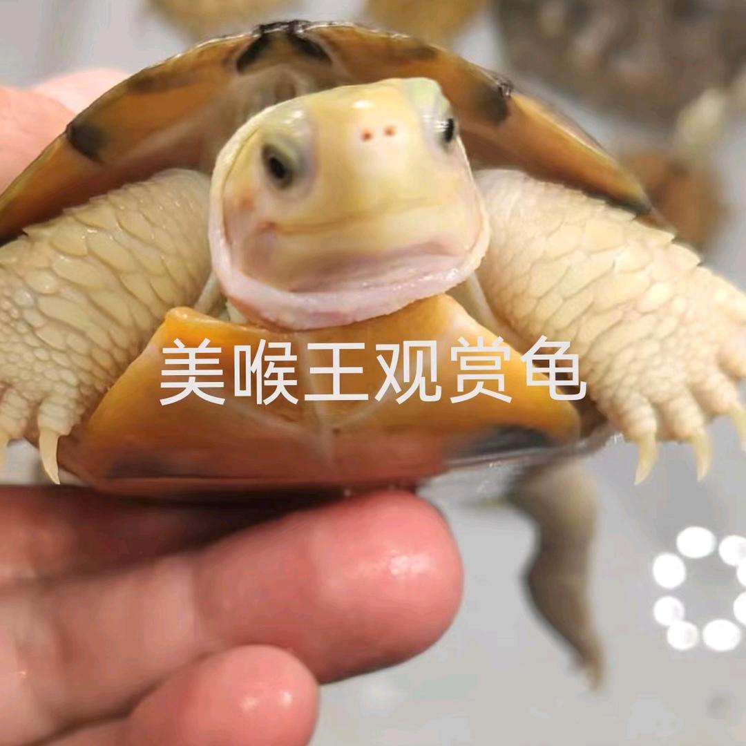 美喉王-东箱黄缘小青