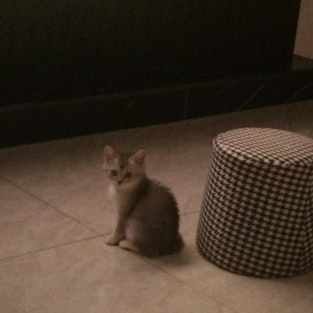 猫届喜剧人在线营业