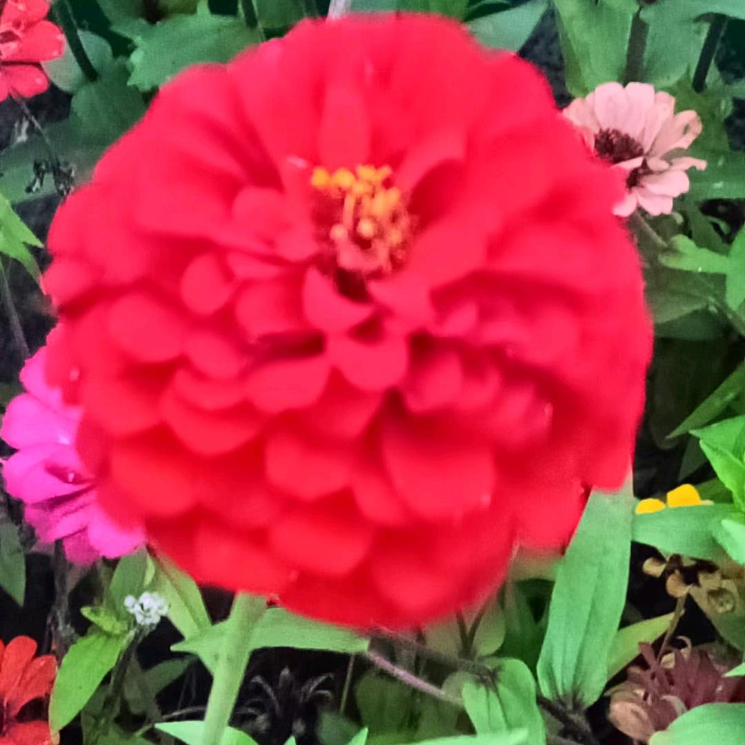 💞日久ღ᭄见人心ঞ᭄༊