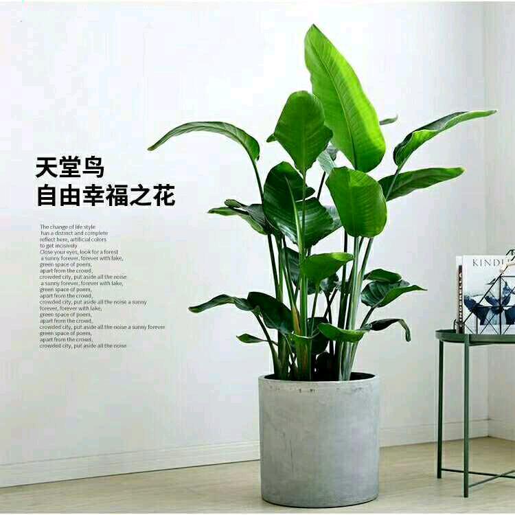 凌霄
