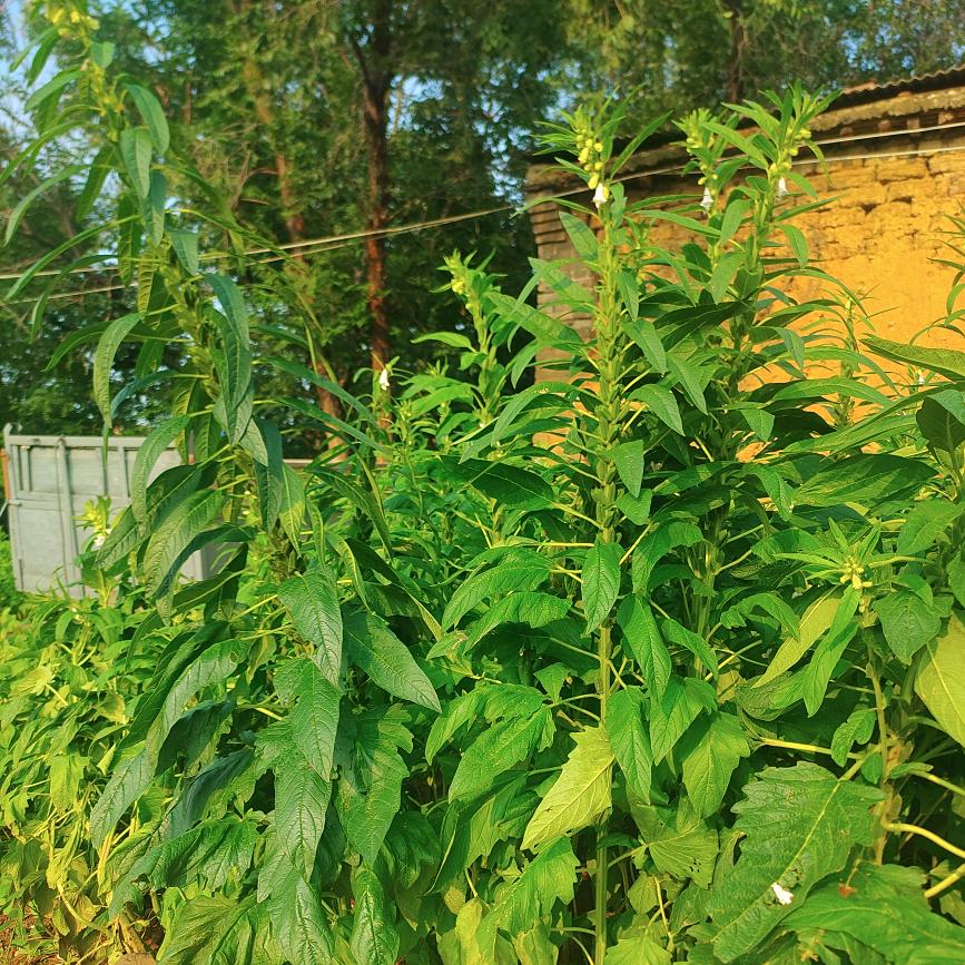 杨记小磨香油房