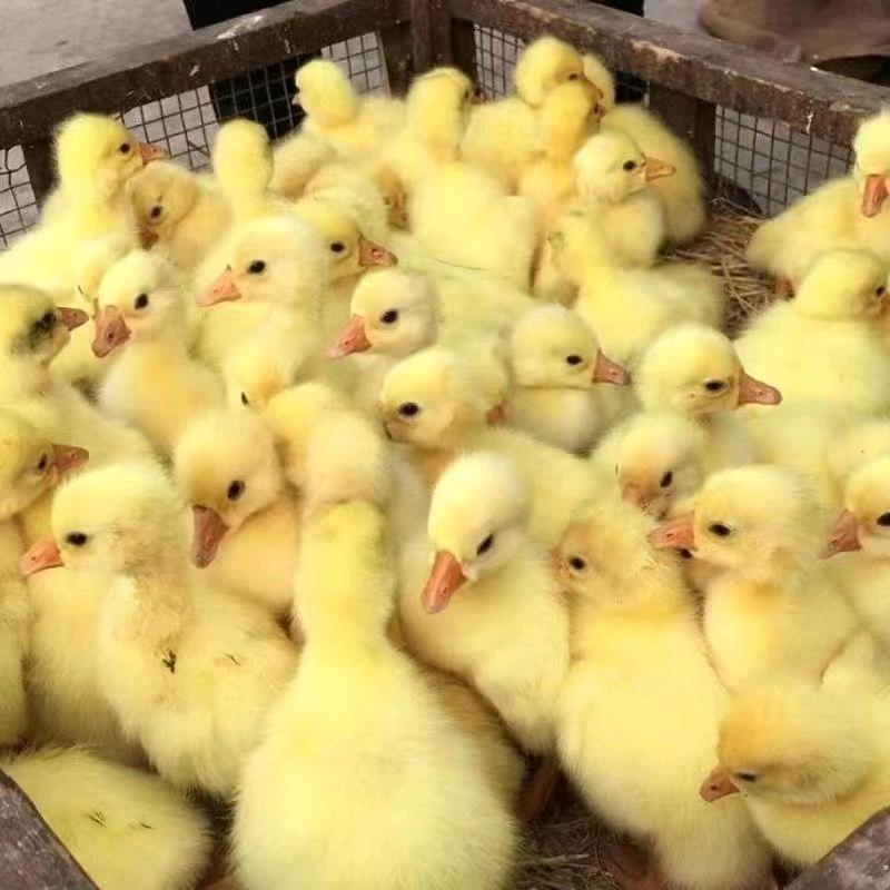 沭阳县柒欣恬养殖场