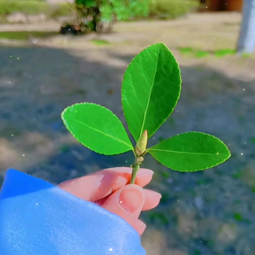 带刺的玫瑰🌹