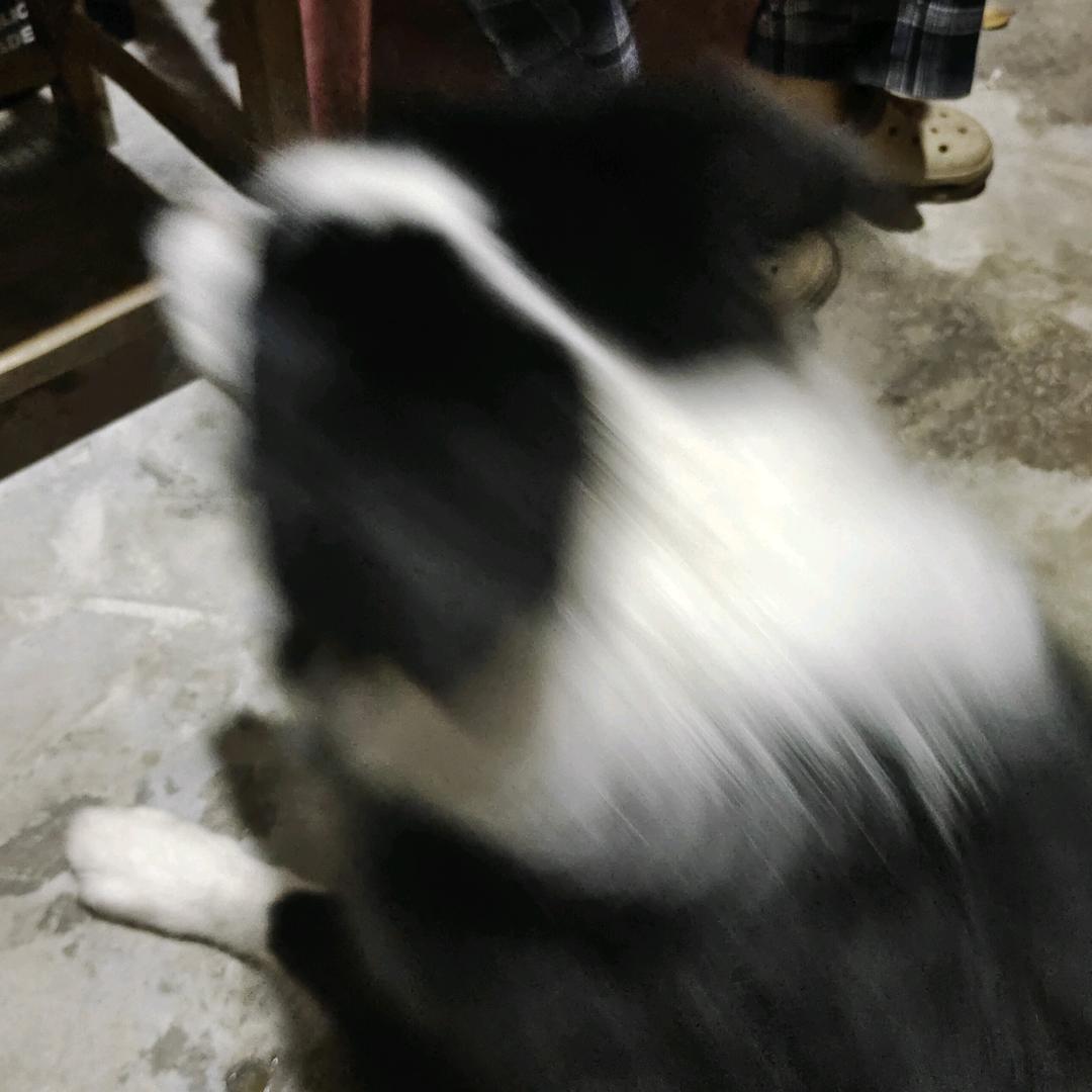 酸菜狗（纯绿跑刀）