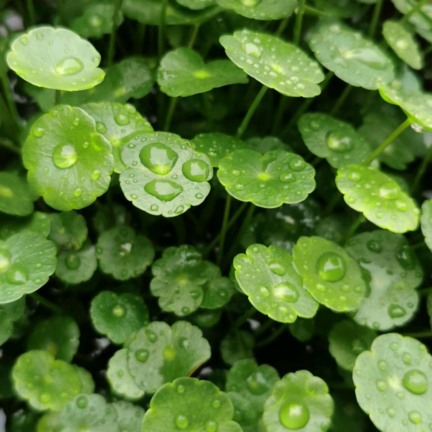 罗江区白马关镇石板梁子家庭农场