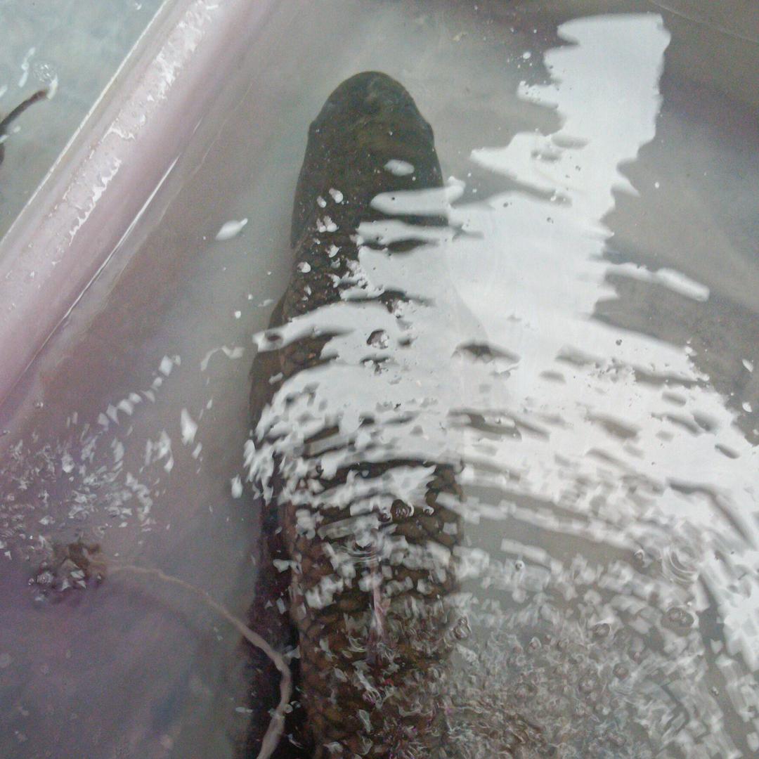 我是一百年卖鱼靓仔