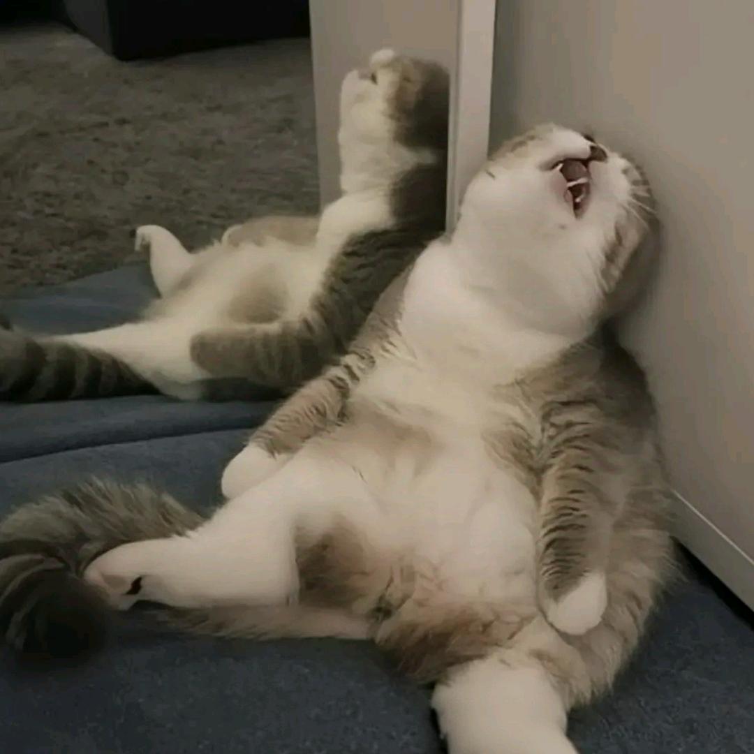 去码头整点薯条！