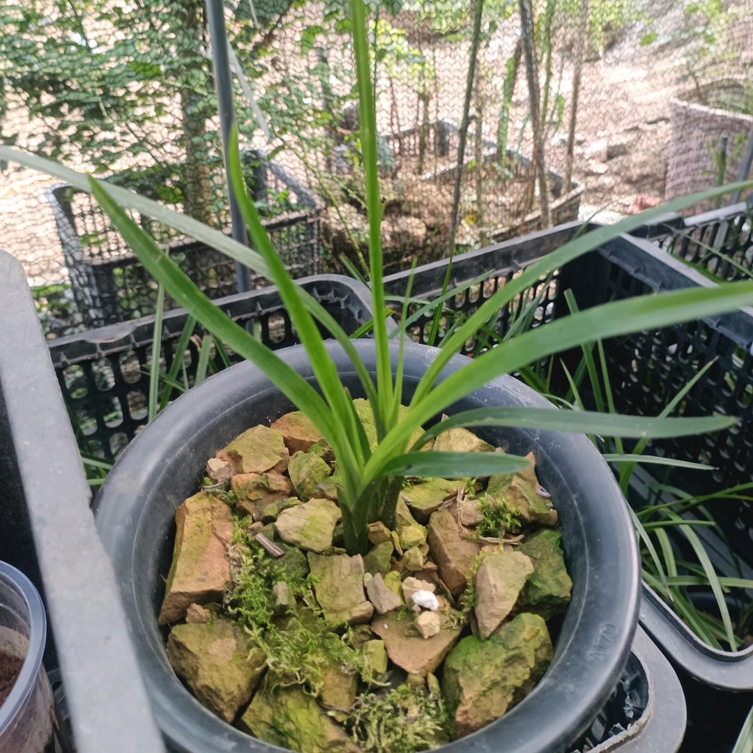 蒙面人