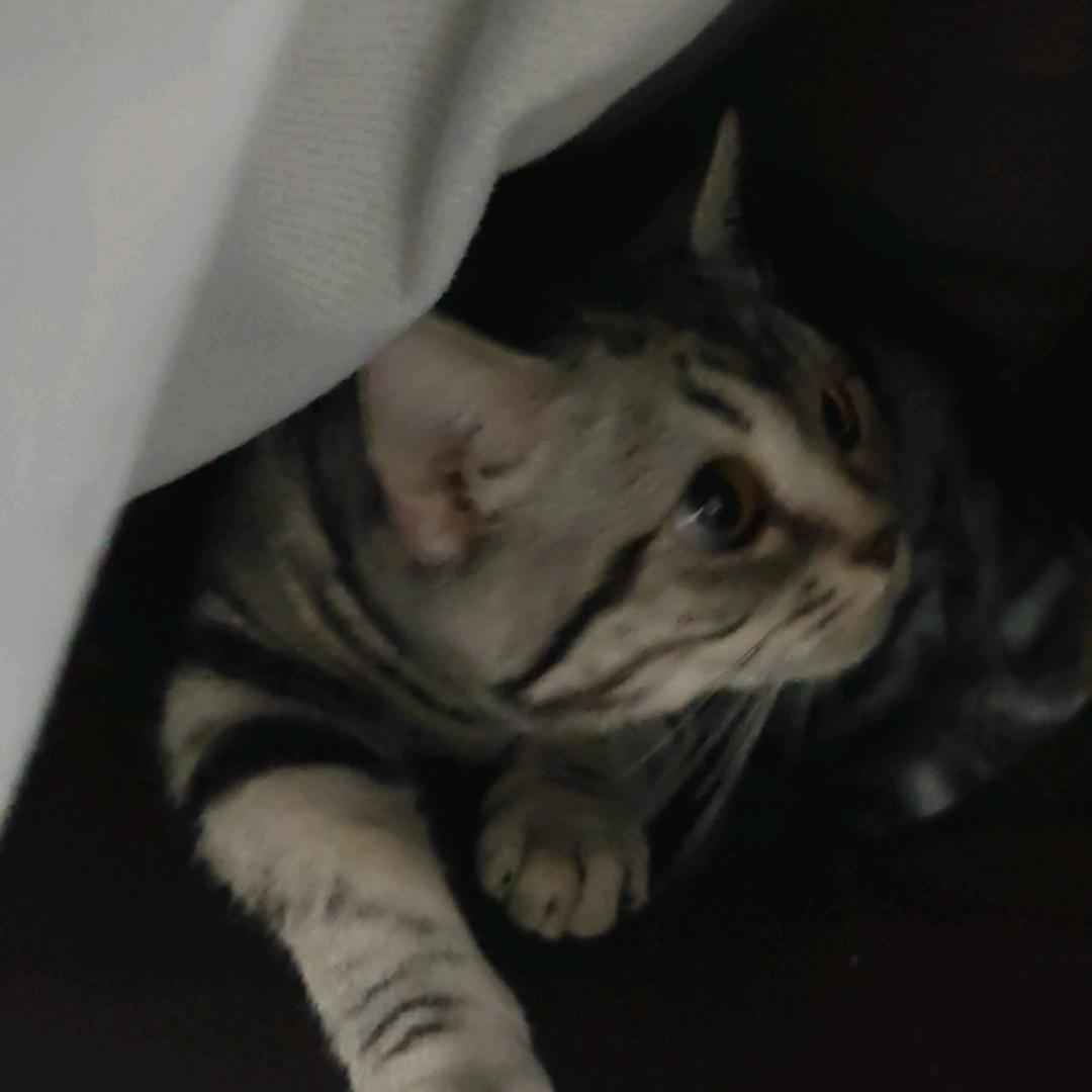 对付听吧