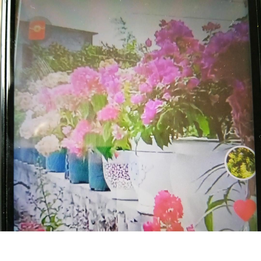小葡萄