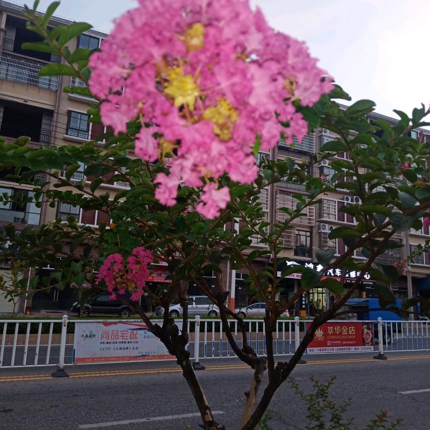 玲